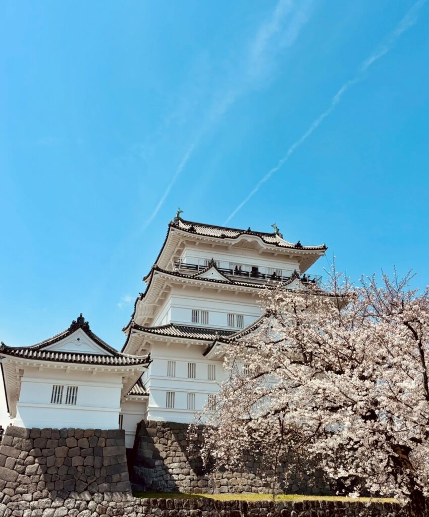 小田原城の桜