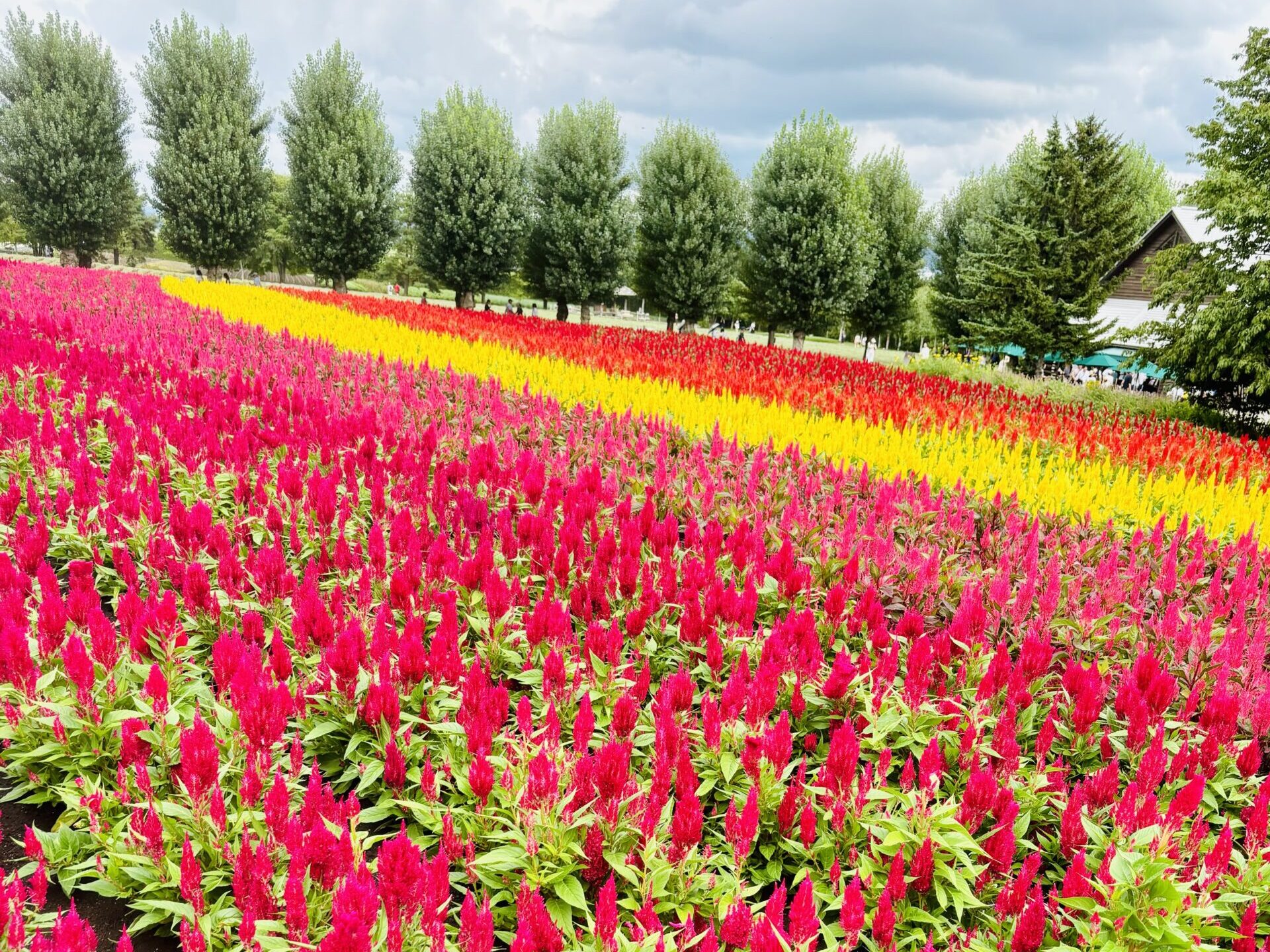 北海道　富田ファーム　富良野