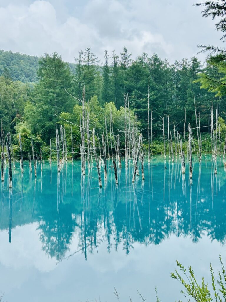 北海道　白金青い池　美瑛